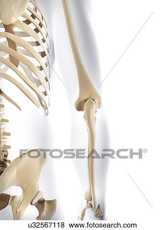 Male skeleton, artwork View Large Illustration Stock Illustration - Male skeleton, artwork. Fotosearch
