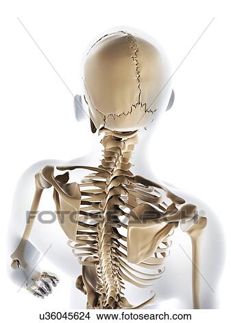 Stock Illustration - Male skeleton, artwork. Fotosearch