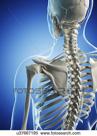 Stock Illustration - Male skeleton, artwork. Fotosearch