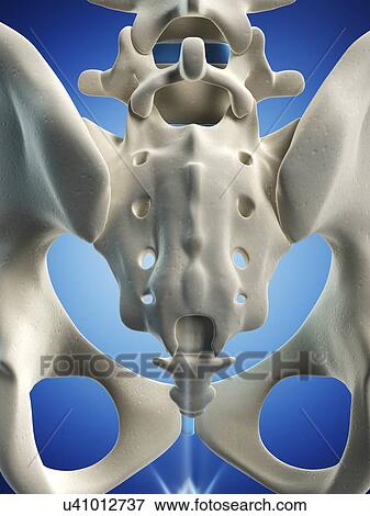 Stock Illustration - Male skeleton, artwork. Fotosearch