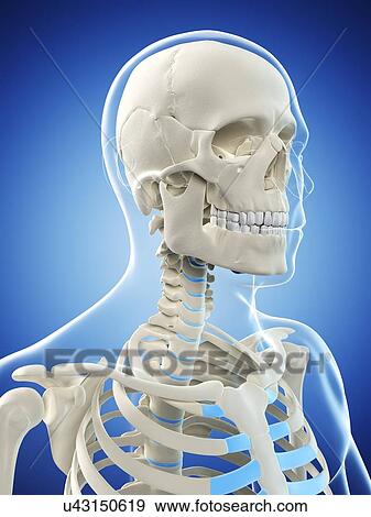 Stock Illustration - Male skeleton, artwork. Fotosearch