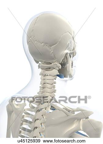 Male skeleton, artwork View Large Illustration Stock Illustration - Male skeleton, artwork. Fotosearch