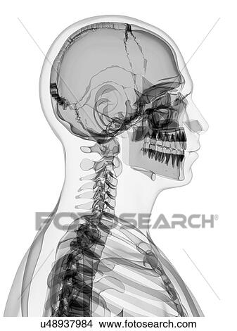 Male skeleton, artwork View Large Illustration Stock Illustration - Male skeleton, artwork. Fotosearch