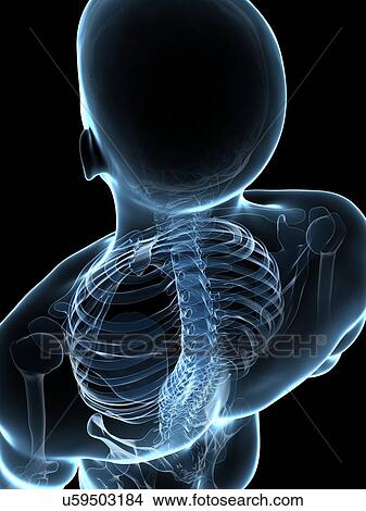 Stock Illustration - Male skeleton, artwork. Fotosearch