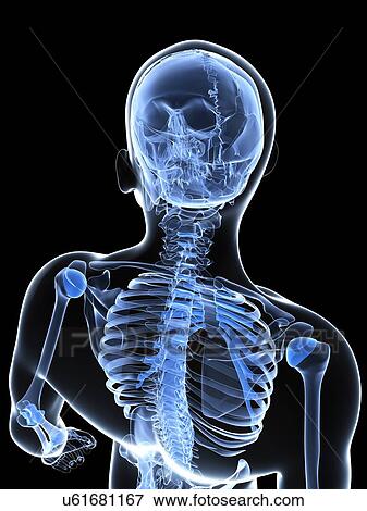 Male skeleton, artwork View Large Illustration Stock Illustration - Male skeleton, artwork. Fotosearch