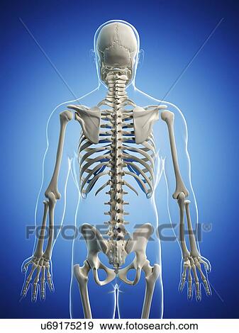 Stock Illustration - Male skeleton, artwork. Fotosearch