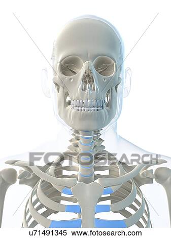 Male skeleton, artwork View Large Illustration Stock Illustration - Male skeleton, artwork. Fotosearch