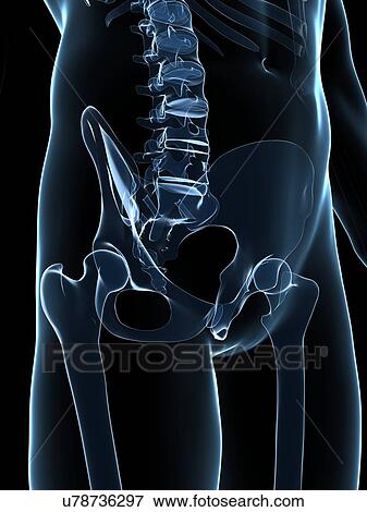 Male skeleton, artwork View Large Illustration Stock Illustration - Male skeleton, artwork. Fotosearch