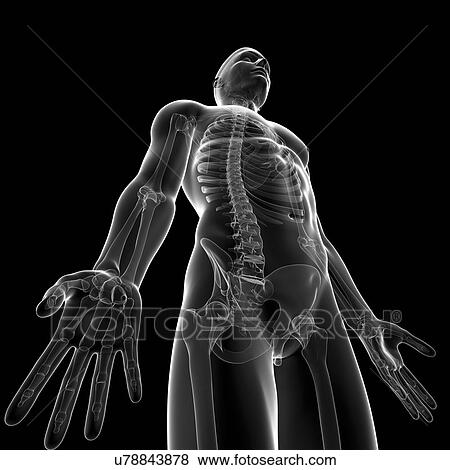 Stock Illustration - Male skeleton, artwork. Fotosearch