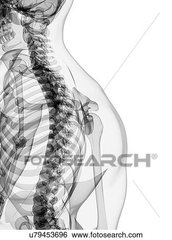 Stock Illustration - Male skeleton, artwork. Fotosearch