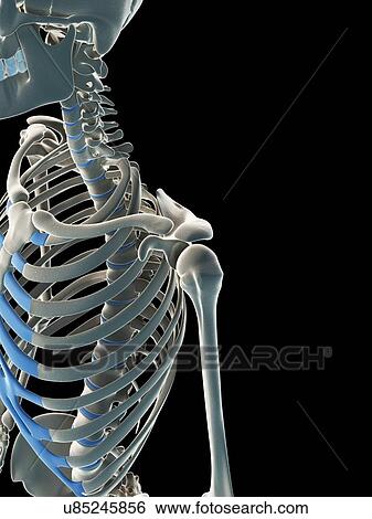 Male skeleton, artwork View Large Illustration Stock Illustration - Male skeleton, artwork. Fotosearch