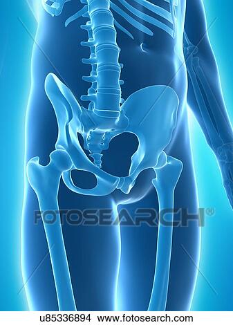 Male skeleton, artwork View Large Illustration Stock Illustration - Male skeleton, artwork. Fotosearch