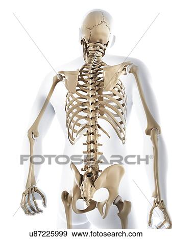 Male skeleton, artwork View Large Illustration Stock Illustration - Male skeleton, artwork. Fotosearch