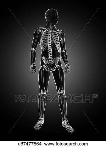 Male skeleton, artwork View Large Illustration Stock Illustration - Male skeleton, artwork. Fotosearch