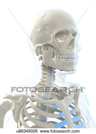 Male skeleton, artwork View Large Illustration Stock Illustration - Male skeleton, artwork. Fotosearch