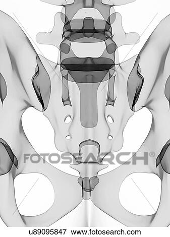 Male skeleton, artwork View Large Illustration Stock Illustration - Male skeleton, artwork. Fotosearch