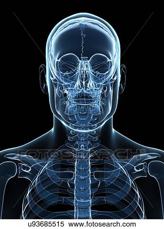 Stock Illustration - Male skeleton, artwork. Fotosearch