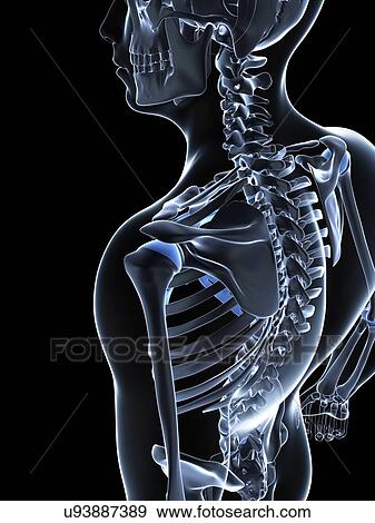 Male skeleton, artwork View Large Illustration Stock Illustration - Male skeleton, artwork. Fotosearch