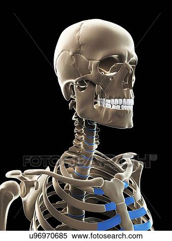 Stock Illustration - Male skeleton, artwork. Fotosearch