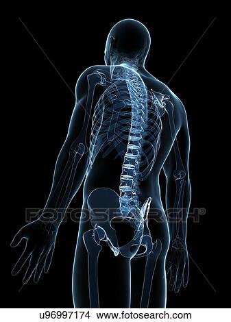 Stock Illustration - Male skeleton, artwork. Fotosearch