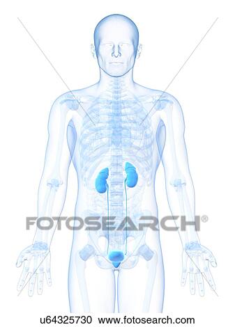 Male urinary system, artwork View Large Illustration Clipart - Male urinary system, artwork. Fotosearch