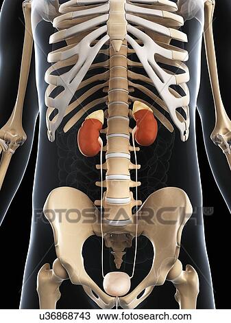 Male urinary system, artwork View Large Illustration Drawing - Male urinary system, artwork. Fotosearch