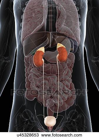 Male urinary system, artwork View Large Illustration Drawing - Male urinary system, artwork. Fotosearch