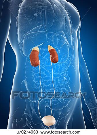 Male urinary system, artwork View Large Illustration Drawing - Male urinary system, artwork. Fotosearch