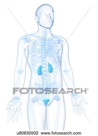 Male urinary system, artwork View Large Illustration Drawing - Male urinary system, artwork. Fotosearch