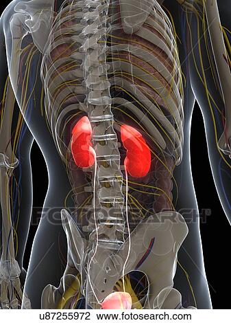 Male urinary system, artwork View Large Illustration Drawing - Male urinary system, artwork. Fotosearch
