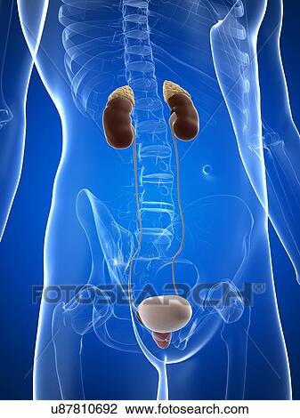 Drawing - Male urinary system, artwork. Fotosearch