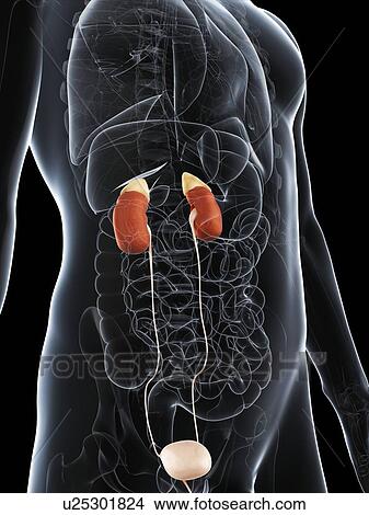 Male urinary system, artwork View Large Illustration Stock Illustration - Male urinary system, artwork. Fotosearch