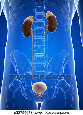 Male urinary system, artwork View Large Illustration Stock Illustration - Male urinary system, artwork. Fotosearch
