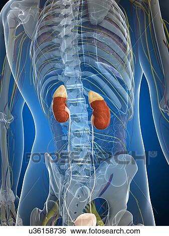 Stock Illustration - Male urinary system, artwork. Fotosearch