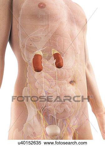 Male urinary system, artwork View Large Illustration Stock Illustration - Male urinary system, artwork. Fotosearch