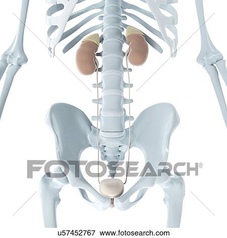 Male urinary system, artwork View Large Illustration Stock Illustration - Male urinary system, artwork. Fotosearch