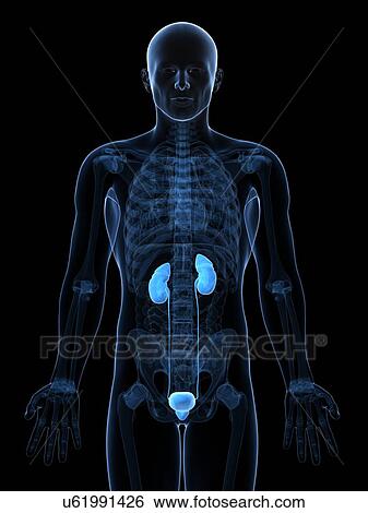 Male urinary system, artwork View Large Illustration Stock Illustration - Male urinary system, artwork. Fotosearch