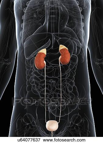 Stock Illustration - Male urinary system, artwork. Fotosearch