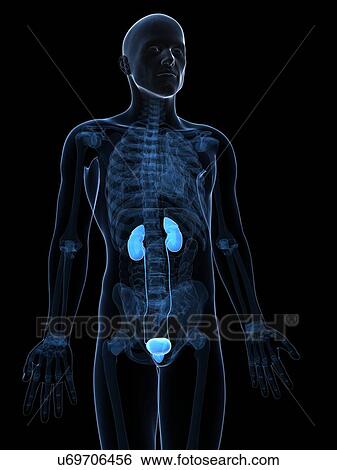 Stock Illustration - Male urinary system, artwork. Fotosearch