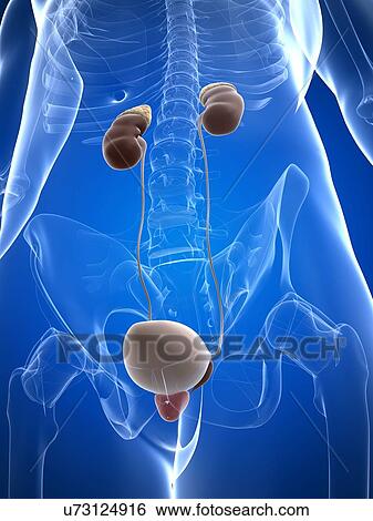 Male urinary system, artwork View Large Illustration Stock Illustration - Male urinary system, artwork. Fotosearch