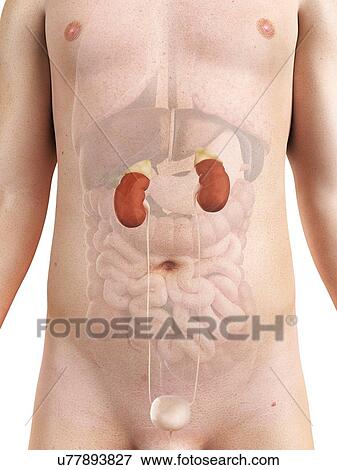 Stock Illustration - Male urinary system, artwork. Fotosearch