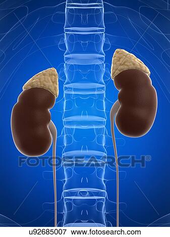 Stock Illustration - Male urinary system, artwork. Fotosearch