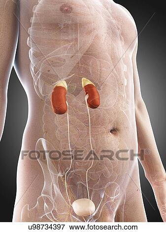 Male urinary system, artwork View Large Illustration Stock Illustration - Male urinary system, artwork. Fotosearch