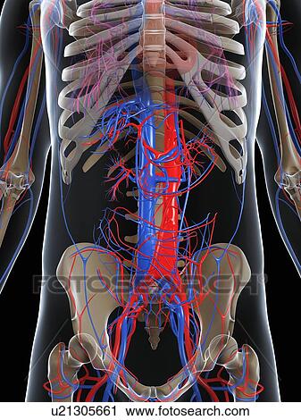 Clip Art - Male vascular system, artwork. Fotosearch