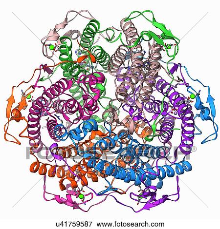 Manganese catalase enzyme molecule View Large Illustration Stock Illustration - Manganese catalase enzyme molecule. Fotosearch
