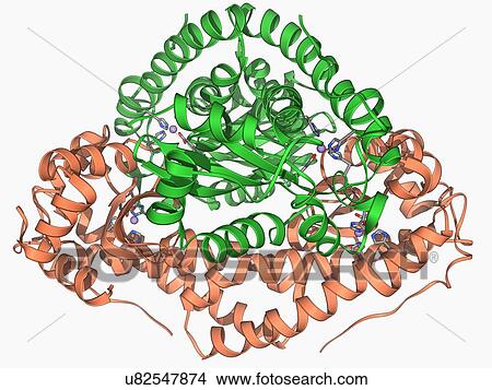Stock Illustration - Manganese superoxide dismutase enzyme. Fotosearch