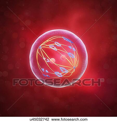 Meiosis, artwork View Large Illustration Drawing - Meiosis, artwork. Fotosearch