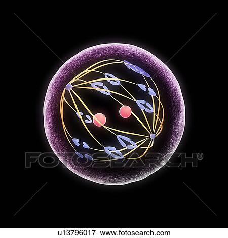 Stock Illustration - Meiosis, artwork. Fotosearch