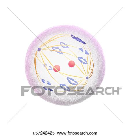 Stock Illustration - Meiosis, artwork. Fotosearch