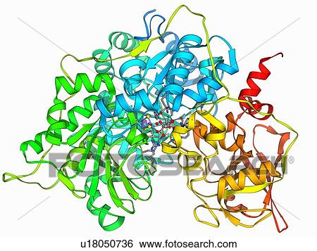 Metabolic enzyme molecule View Large Illustration Stock Illustration - Metabolic enzyme molecule. Fotosearch